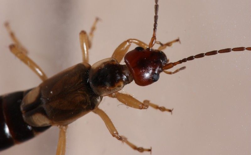 Forficula auricularia (Forficulidae), femmina
